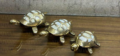 Best Place To Buy Tortoise Online
